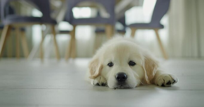A cute puppy lies on the floor in the dining room, waiting for a tasty treat from the owner