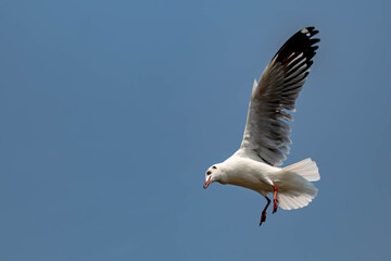 Seagull in flight, flying in the sky single or group chasing after food around.