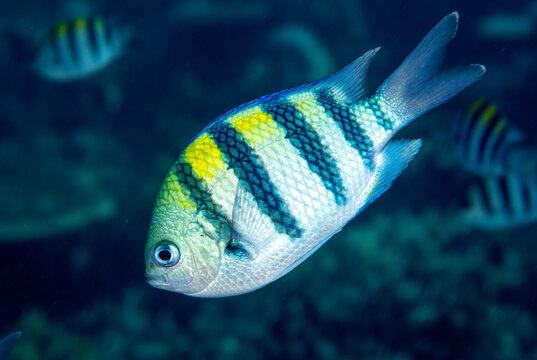 Sergeant major damsels, Abudefduf vaigiensis,  Raja Ampat Indonesia.
