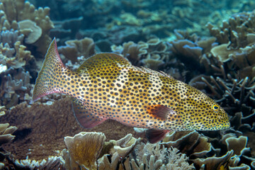 Obraz premium Coral grouper, Plectropomus pessuliferus, Raja Ampat Indonesia.