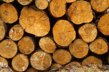 Coupe de bois, Picea abies , Sapin, Epicea commun