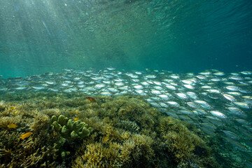 Yellowstrip scad, Selaroides leptolepis, school sheltering over shallow stony corals, Raja Ampat Indonesia.