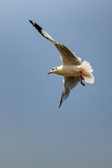 Seagull in flight, flying in the sky single or group chasing after food around.