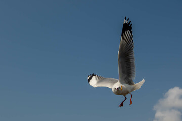 Seagull in flight, flying in the sky single or group chasing after food around.
