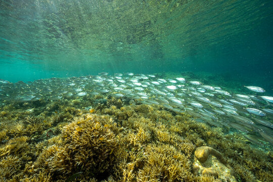 Yellowstrip scad, Selaroides leptolepis, school sheltering over shallow stony corals, Raja Ampat Indonesia.