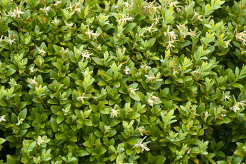Obraz premium Buxus sempevirens, Buis, Les jardins suspendus, chateau de Marqueyssac, 24, Dordogne, France