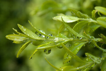 Buxus sempevirens, Buis,  Les jardins suspendus, chateau de Marqueyssac, 24, Dordogne, France