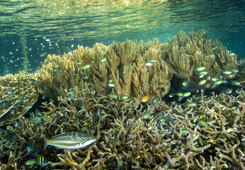 Naklejka na ściany i meble Damsels over shallow stony corals howering to pick up planktons, Gam Island Raja Ampat Indonesia.