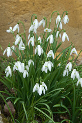 Galanthus nivalis 'Magnet' , Perce neige