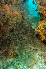 Tassled wobbegong, Eucrossorhinus dasypogon, Raja Ampat West Papua Indonesia