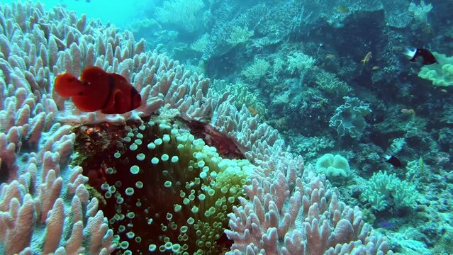  Little tropical fish Clown fish schooling close to anemone tentacles. Anemon fish close-up.