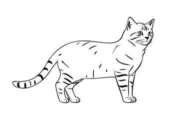 Fototapeta na wymiar American Shorthair cat pencil drawing coloring book. Vector illustration