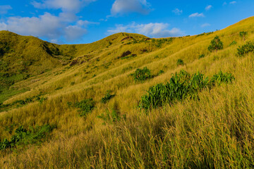 The top of Nacula Island vegetation