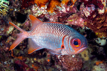 Obraz na płótnie Canvas Violet soldierfish, Myripristis violacea, Raja Ampat Indonesia.