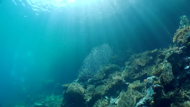 Marine life of Colorful Coral Reef: a vibrant underwater world of vivid hues and dazzling marine life.
