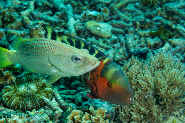 Naklejka na ściany i meble Slender grouper, Anyperodon leucogrammicus, and Redbreasted wrasse, Cheilinus fasciatus, are in a territorial dispute, Raja Ampat Indonesia.