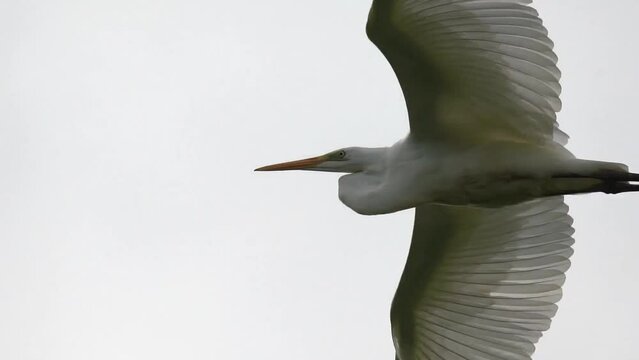 Flight of a great white heron. Close-up. Slow motion (120 fps). The great white egret (Ardea alba) or great white heron is a large, widely distributed egret.