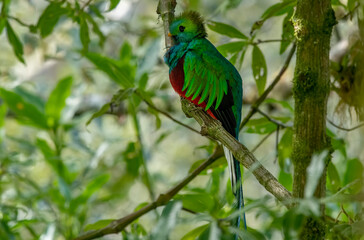 Pharomachrus mocinno is an animal species belonging to the genus Pharomachrus. Küesal.