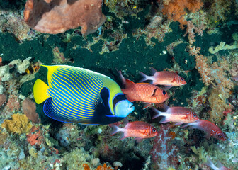 Emperor angelfish, Pomacanthus emperor and tailspot squirrelfish, Sargacentron caudimaculatum, Raja Ampat Indonesia.