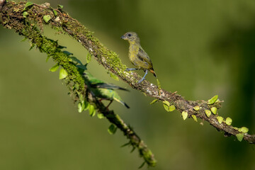 The olive-backed euphonium is a small songbird in the finch family.