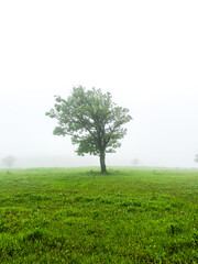 Fototapeta na wymiar One Single Lonely Tree in a Foggy Farm Field in the Morning Haze and Mist , copy space for text