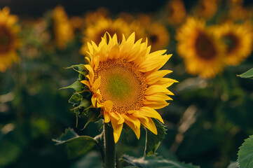 Beautiful blooming sunflower close up.