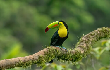 Fototapeta premium The chestnut-jawed toucan or Swainson's toucan is a subspecies of the yellow-throated toucan that breeds from eastern Honduras to northern Colombia and western Ecuador.