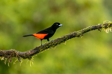 The red-rumped tanager is a medium-sized songbird. This tanager is a resident breeder in the Caribbean plains from southern Mexico to western Panama.