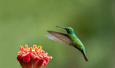 The fiery-throated hummingbird is a species of hummingbird in the Lampornithini 