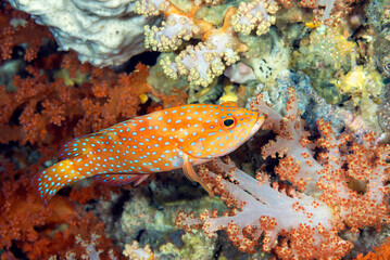 Coral grouper, Cephalopholis miniata, Raja Ampat West Papua Indonesia.