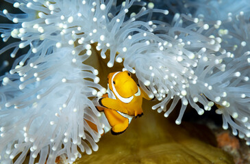 False clown anemonefish, Amphiprion ocellaris, in a magnificient sea anemone, Heteractis magnifica, Raja Ampat Indonesia - obrazy, fototapety, plakaty