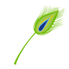 Peacock Feather  Illustration