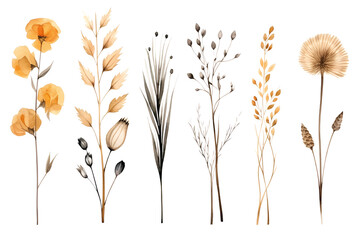 Set of watercolor dried flowers, PNG, transparent background