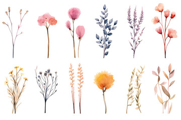 Set of watercolor dried flowers, PNG, transparent background
