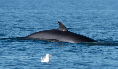 Common minke whale surfacing in the Arctic Ocean near North Cape in Northern Norway with seagull on the fore ground in August 2022.