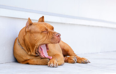 Red nose American bully dog is yawning while laying down on white concrete pavement floor