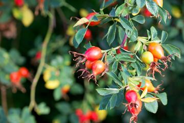 red rosehips on a bush twig