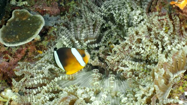 Little tropical fish Orangefin Anemonefish (Amphiprion chrysopterus) hiding in anemone tentacles of Heteractis aurora. Close-up view.