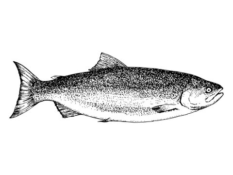 Hand-drawn illustration of Salmon.  Fish. Vector. Ink drawing. 