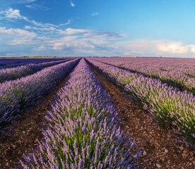 Fototapeta na wymiar Lavender field in blossom. Rows of lavender bushes stretching to the skyline. Stunning sky at the background.Brihuega, Spain.