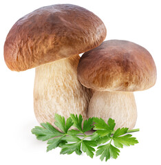Porcini mushrooms and fresh parsley leaves on white background.