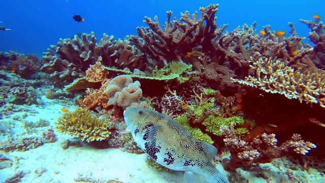 Coral reef underwater. Flock of small beautiful reef fishes at the bottom of the sea.