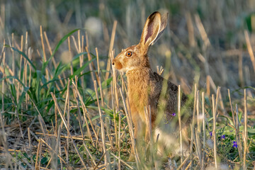 A wild rabbit hiding in the grass and looking scared