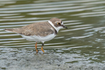 Little ringed plover standing in the water looking for a worm