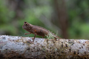 Brookesia chameleon