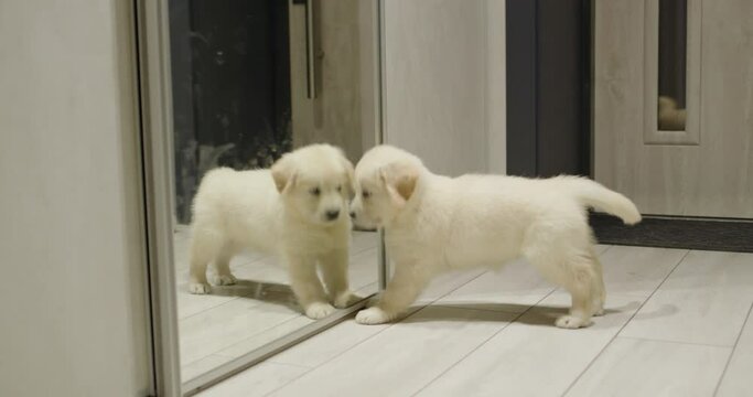 Funny golden retriever puppy plays with his reflection in the mirror. Dog sees a mirror for the first time