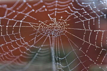 spider web with dew drops