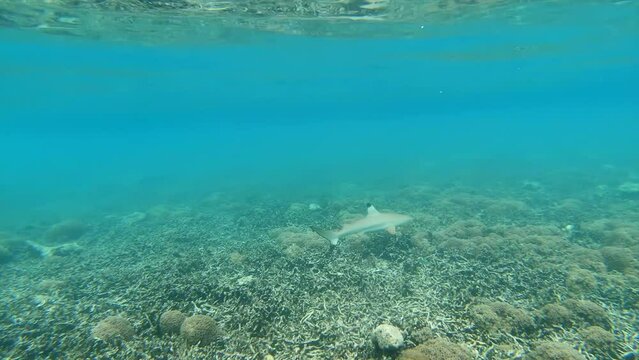 Coral reef underwater. Flock of small beautiful reef fishes at the bottom of the sea.
