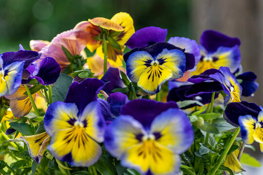 Massif de fleur de pens&eacute;e