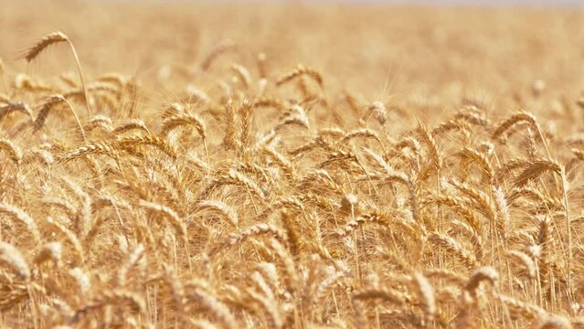 steady shoot of wheat field in Brazil